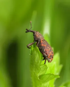 Steremnius carinatus thumbnail 4