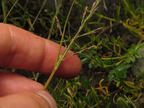 dwarf alkali grass
