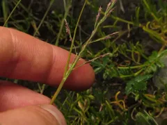 dwarf alkali grass thumbnail 1