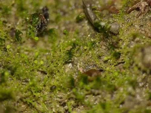 Hampe's Threadwort