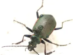 Wilcox's Spring Caterpillar Hunter thumbnail 4
