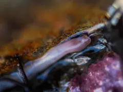 Amphiporus formidabilis thumbnail 3