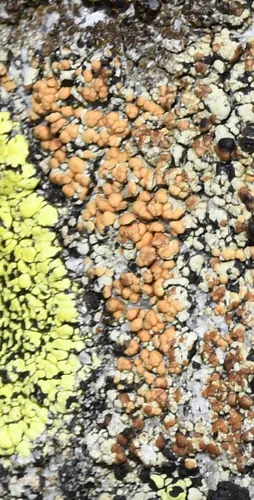 tiny firedot lichen