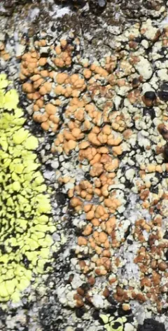 tiny firedot lichen thumbnail 1