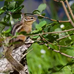 Least Chipmunk thumbnail 1