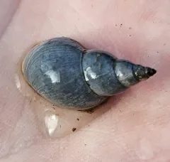 Marsh Pond Snail thumbnail 4