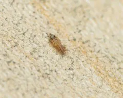 Larger Pale Booklouse thumbnail 1