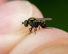 Dolichopus acuminatus thumbnail 1