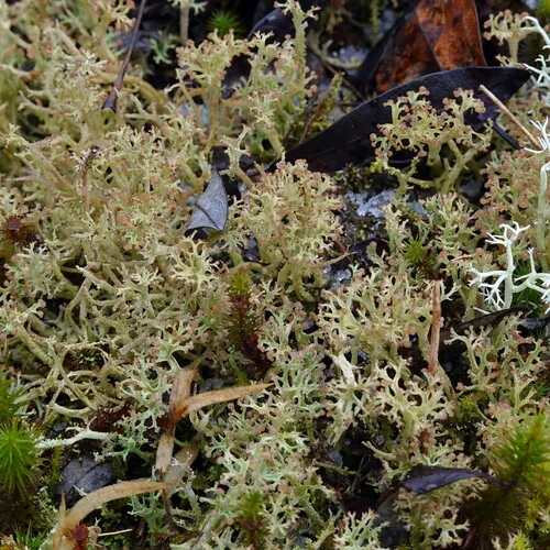 Sieve Lichen