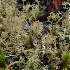 Sieve Lichen thumbnail 1
