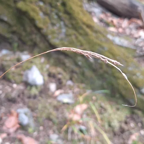ribbed sedge