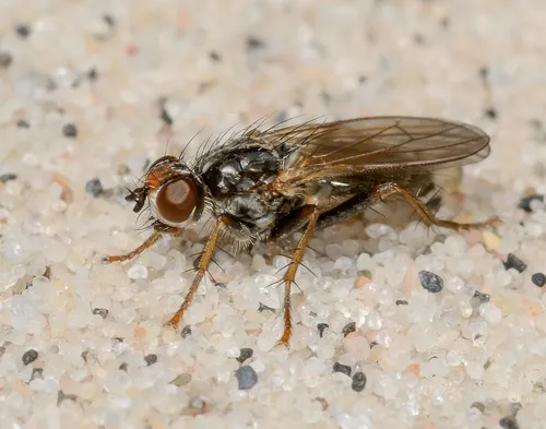 Cordilura latifrons
