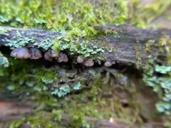 Resupinatus striatulus thumbnail 1