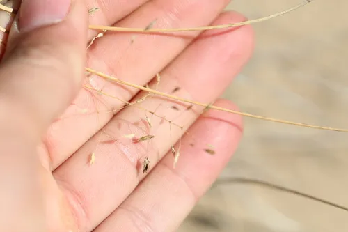 Sand Lovegrass