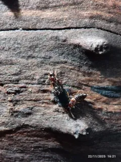 Apocellus sphaericollis thumbnail 2