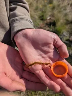 Western Fire Centipede thumbnail 2