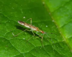 Dicyphus famelicus thumbnail 4