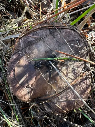 Poor-ground Agaricus