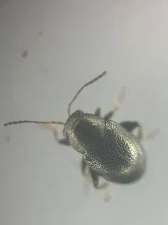 Chaetocnema hortensis thumbnail 2