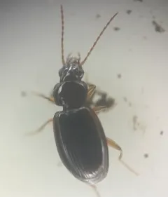 Trechus obtusus thumbnail 1