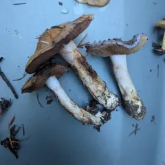 Phlegmacium subfoetidum thumbnail 2