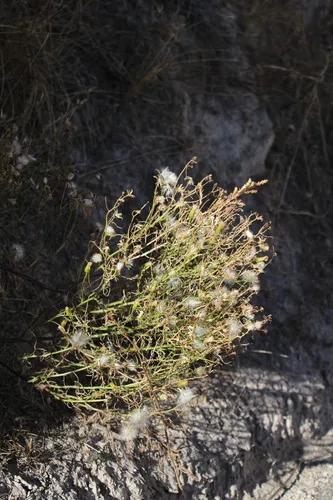 Riddell's ragwort