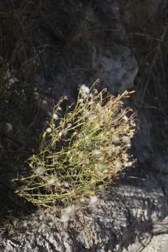 Riddell's ragwort thumbnail 1