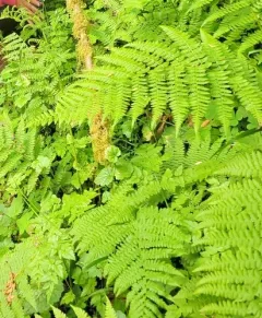 Western Lady Fern thumbnail 3