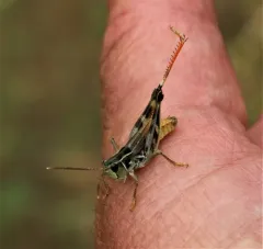 Shasta Slant-faced Grasshopper thumbnail 4