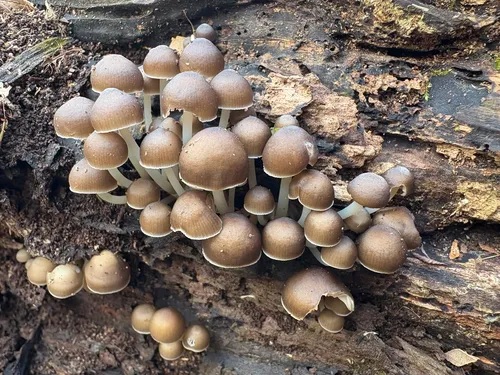 Mycena tintinnabulum