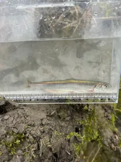 Longfin Smelt thumbnail 2