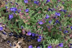 Grayleaf Skullcap thumbnail 2