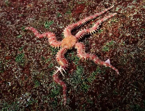 Daisy Brittle Star