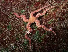Daisy Brittle Star thumbnail 1