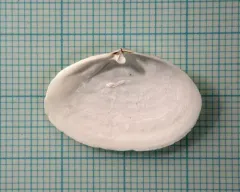 Lea's Spoon Clam thumbnail 1