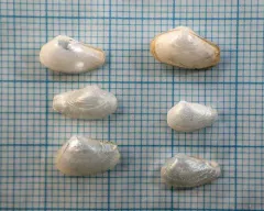 Glassy Lyonsia thumbnail 2