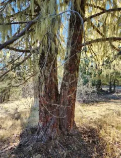 baker's cypress thumbnail 4