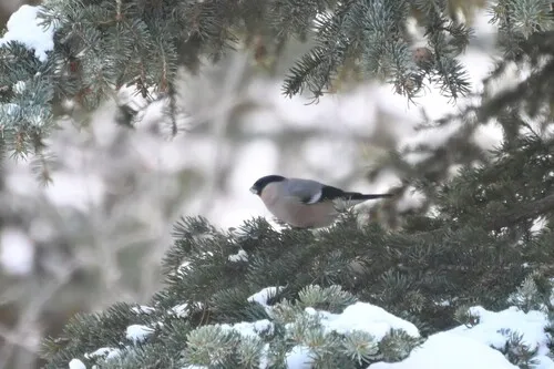 Eurasian Bullfinch