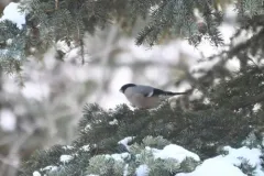 Eurasian Bullfinch thumbnail 1