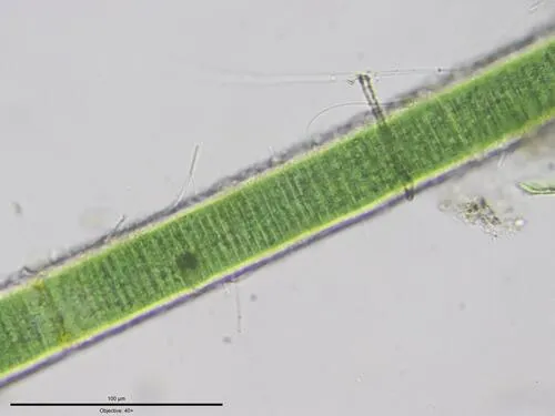 Microseira wollei