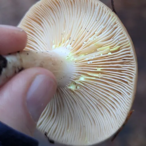 Yellow-staining Milk Cap