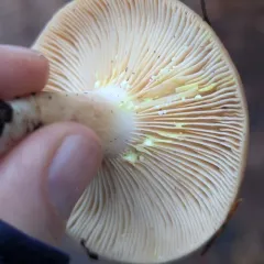Yellow-staining Milk Cap thumbnail 1
