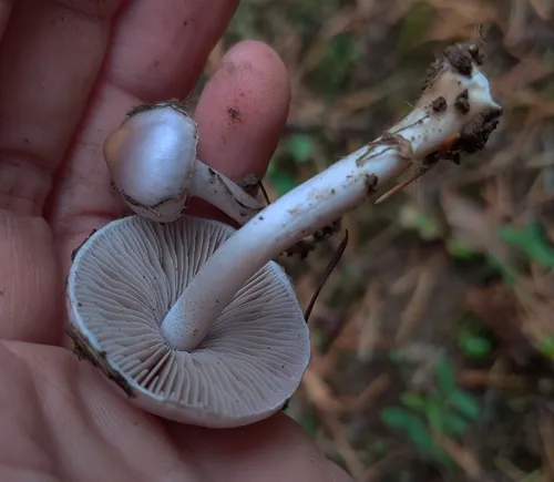 Inocybe pallidicremea