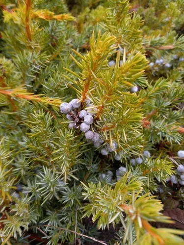 temple juniper