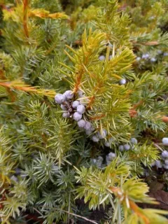 temple juniper thumbnail 1