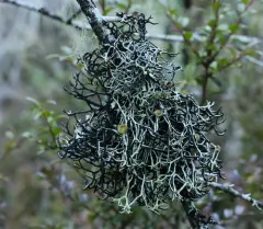 Mottled Tube Lichen thumbnail 1