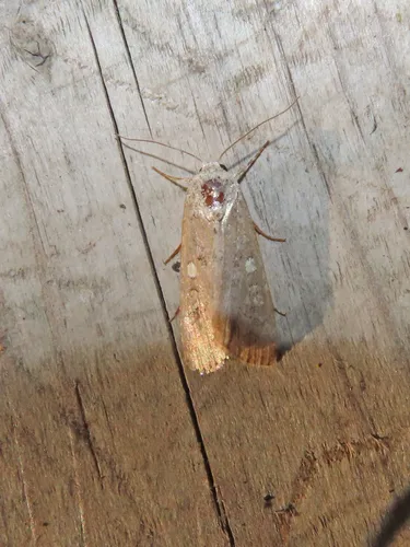Beet Armyworm Moth