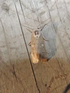 Beet Armyworm Moth thumbnail 1