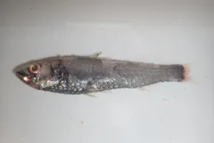 Largescale Neoscopelid thumbnail 2
