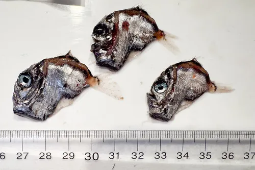 Oblique Hatchetfish